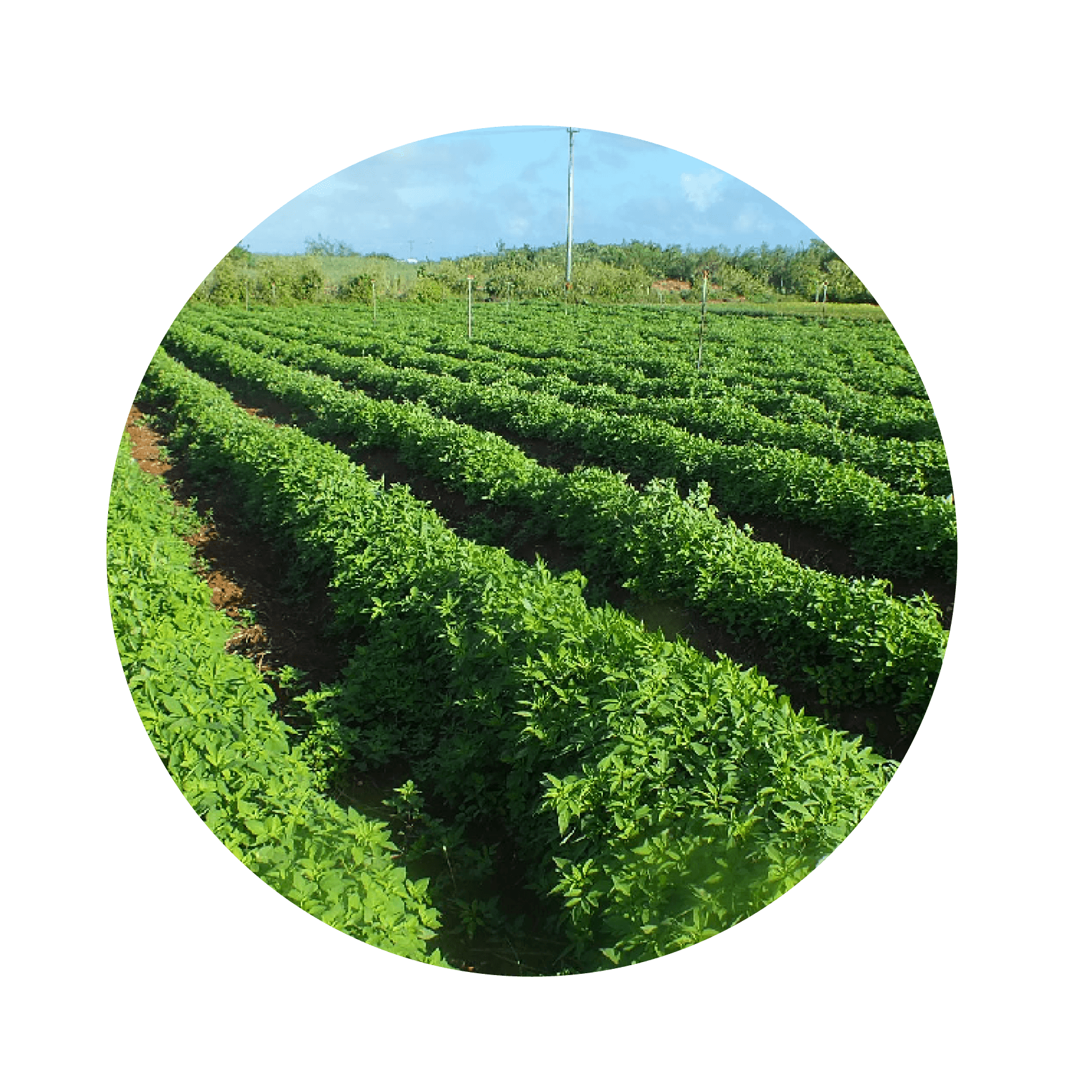 沖縄県宮古島の自社農場で栽培したビデンスピローサ